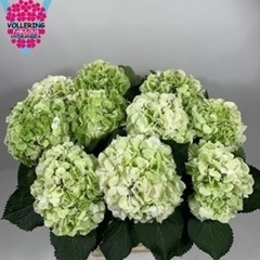 Hydrangea Schneeball Classic 60cm 16-18cm Hd