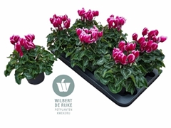 Cyclamen Super Serie Allure 12Ø 25cm