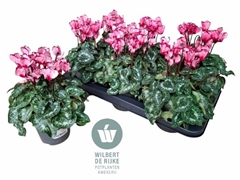 Cyclamen Victoria Salmon 12Ø 25cm