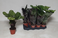 Calathea Mix 14Ø 50cm