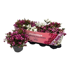 Gaultheria Mucronata 14Ø 25cm