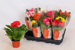 Gerbera Colourgame Mix 9Ø 27cm