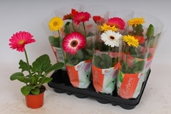 Gerbera Colourgame Mix 9Ø 27cm