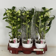 Dendrobium Star Class Apollon 12Ø 45cm 2st