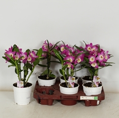 Dendrobium Nobile Cultivars 12Ø 30cm 1st