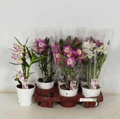 Dendrobium Nobile Cultivars 12Ø 40cm 1st