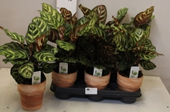 Calathea Makoyana 12Ø 35cm