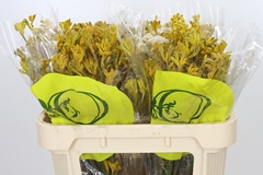 Anigozanthos Yellow Gem 70cm