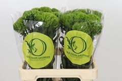 Dianthus Barb Kiwi Mellow 60cm
