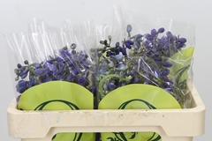Delphinium Single Black Knight 50cm