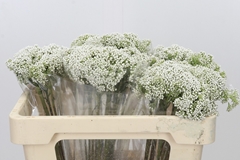 Ozothamnus Booming White 50cm