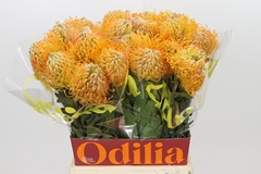 Leucospermum Jelena 50cm