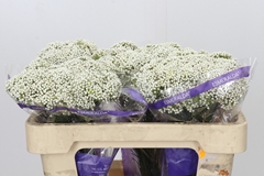 Ozothamnus Cooks Snow White 50cm