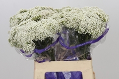Ozothamnus Cooks Snow White 60cm