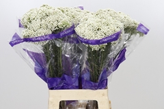 Ozothamnus Cooks Snow White 70cm