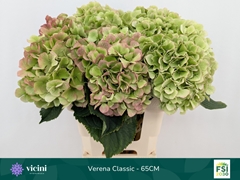 Hydrangea Verena Classic 65cm 19-21cm Hd