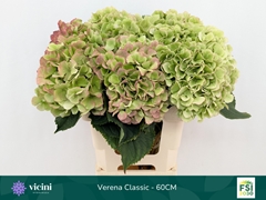 Hydrangea Verena Classic 60cm 18-20cm Hd