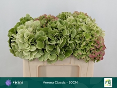 Hydrangea Verena Classic 50cm 16-18cm Hd