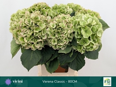 Hydrangea Verena Classic 80cm 20-22cm Hd