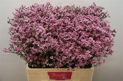 Limonium Sinense Blush Diamond 60cm 20gr.