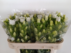 Campanula Champion White 70cm
