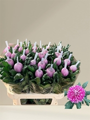 Chrysanth Single Hornbill Dark 80cm 125gr.