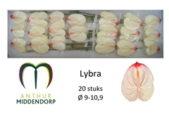 Anthurium Lybra 9cm Hd