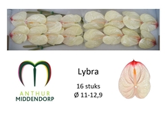 Anthurium Lybra 11cm Hd