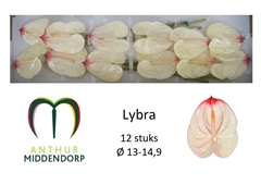 Anthurium Lybra 13cm Hd