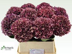 Hydrangea Rubyred 80cm 19-21cm Hd