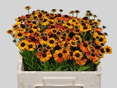 Helenium Autumn Flirt 50cm