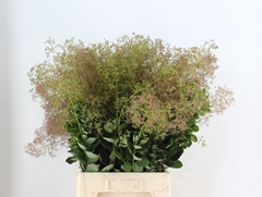 Cotinus Coggygria Young Lady 90cm