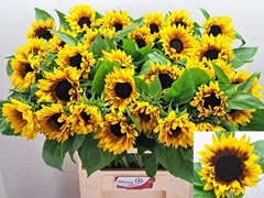 Helianthus Ziggy 70cm
