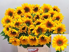 Helianthus Sunrich Up Gold 70cm
