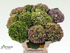 Hydrangea Glowing Alps Purple Classic 60cm 18-20cm Hd