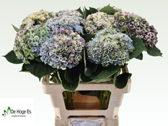 Hydrangea Revolution 60cm 12-14cm Hd