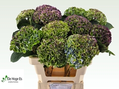 Hydrangea Revolution 60cm 12-14cm Hd
