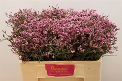Limonium Sinense Tiffany Diamond 50cm 10gr.