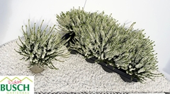 Calluna Vulgaris Beauty Ladies Veluwe 12Ø 25cm