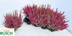 Calluna Vulgaris Garden Girls Milva 12Ø 30cm