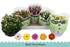 Chrysanth Mix 5 Colours 23Ø 25cm