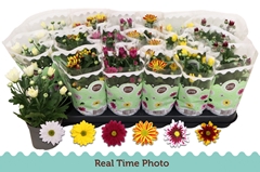Chrysanth Mix 6 Mix 9Ø 22cm