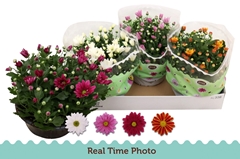 Chrysanth Mix 23Ø 25cm