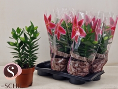 Lily Oriental Souvenir 17Ø 45cm