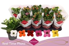 Kalanchoe Single Mix 6 Colours 10Ø 22cm