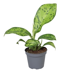 Dieffenbachia Crocodile 6Ø 15cm