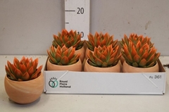 Echeveria Miranda 8Ø 12cm