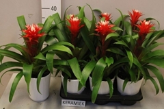 Guzmania Hope 12Ø 37cm