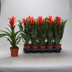 Guzmania Ostara 12Ø 40cm