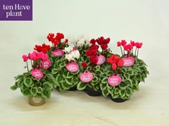 Cyclamen Super Serie Picasso 10Ø 25cm